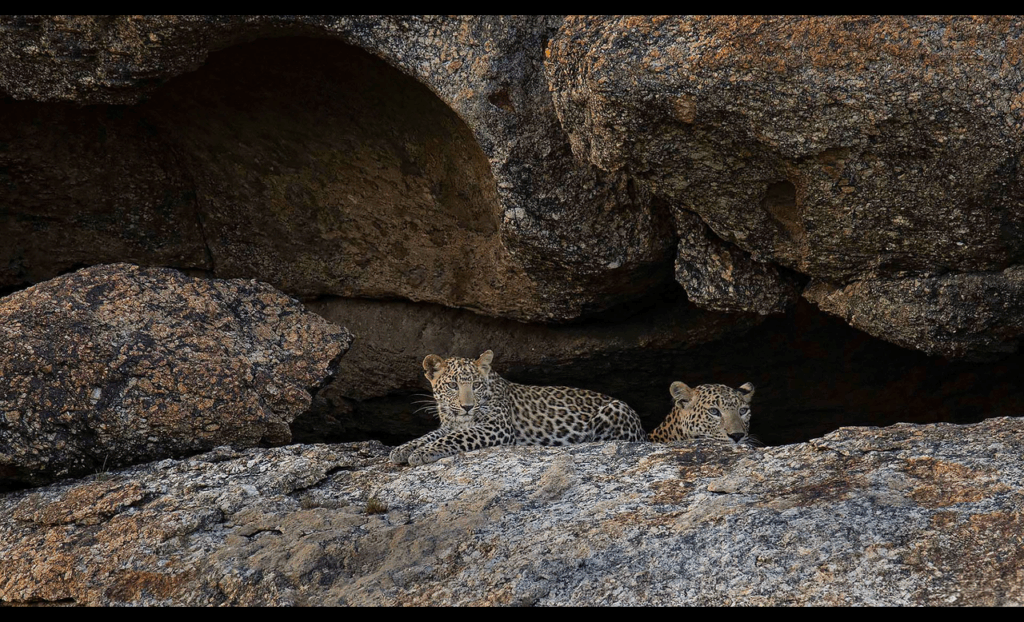 wmremove transformed