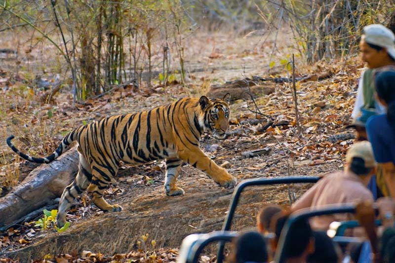 bandhavgarh 1