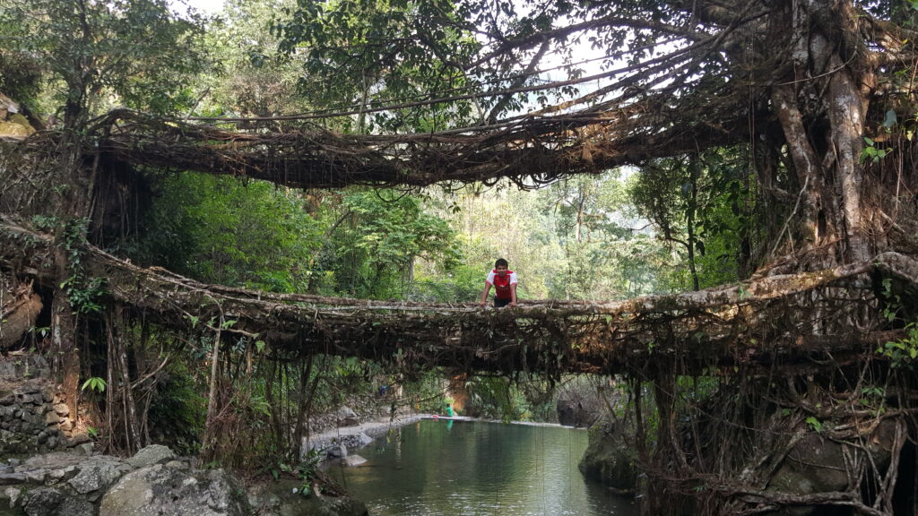 Double Decker Living Tree Root Bridges Meghalaya