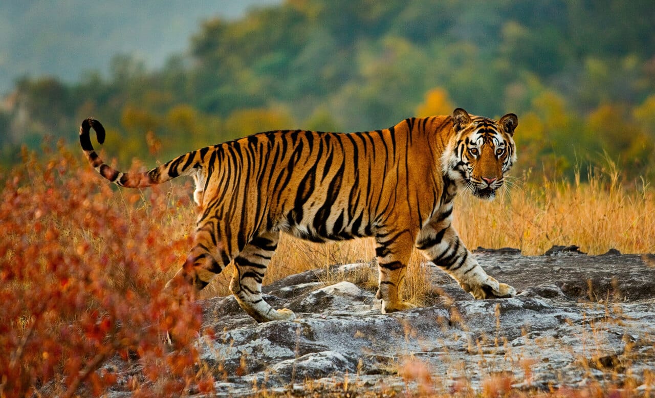 Descubra los tigres de Ranthambore